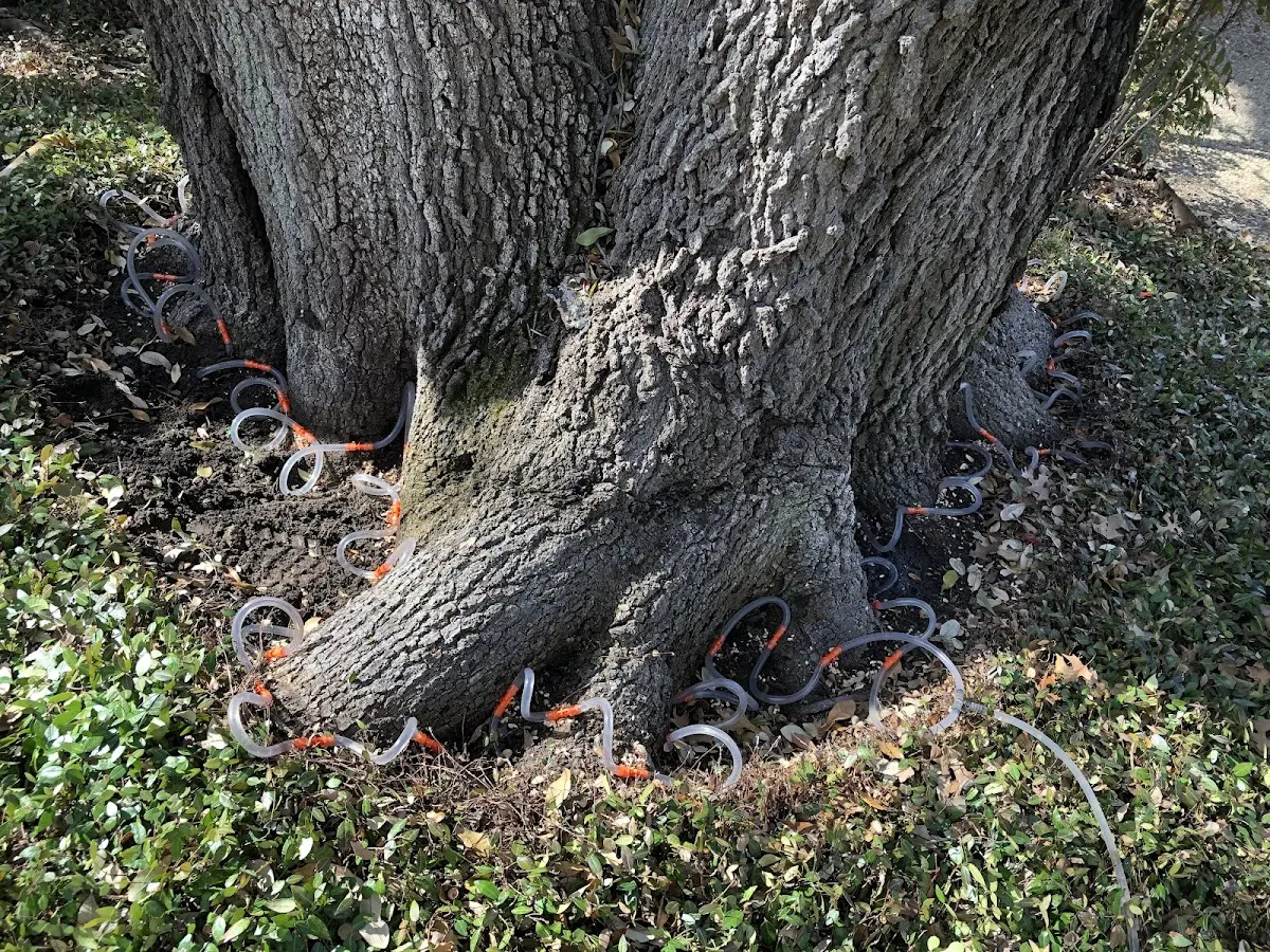 Detailed Tree Cabling and Bracing job site in Saltville