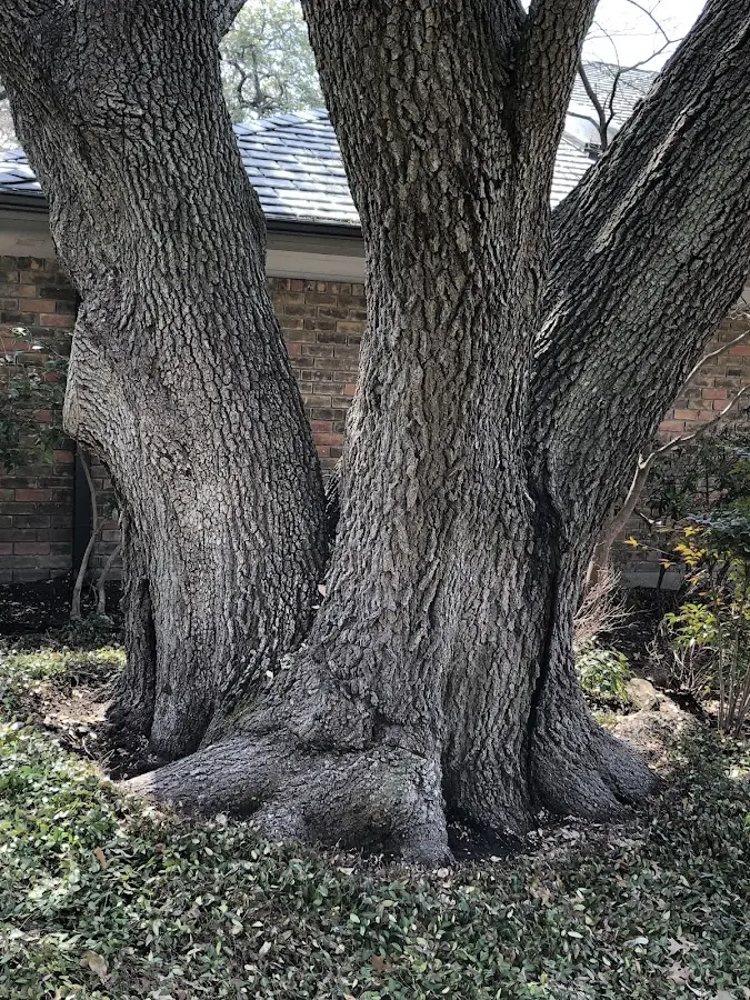 Mature heritage tree close to a Saltville property cared for by certified arborists
